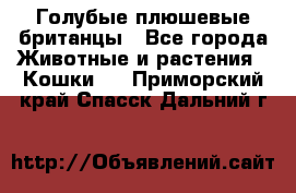 Голубые плюшевые британцы - Все города Животные и растения » Кошки   . Приморский край,Спасск-Дальний г.